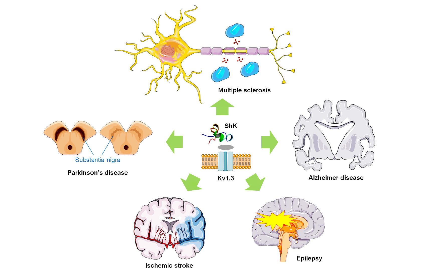 ShK and Kv13 blocking polypeptides as potential therapeutic agents for neuroinflammatory diseases.png